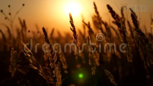 日落草地在日落的田野背景。 在日落的阳光下干燥的黄草草草甸。 俄罗斯的秋天视频