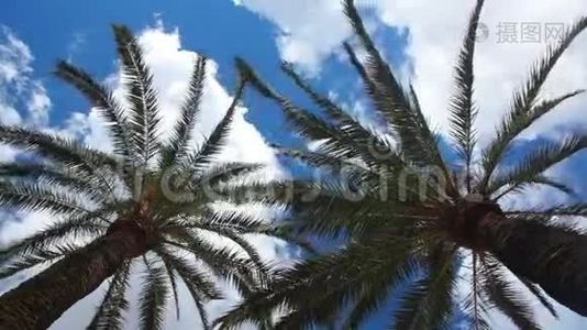 两棵棕榈树和云天视频