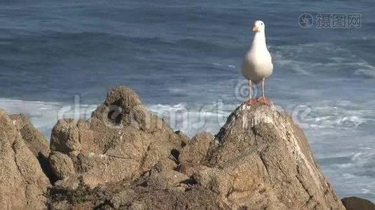 美国加利福尼亚州西海岸的海鸥视频