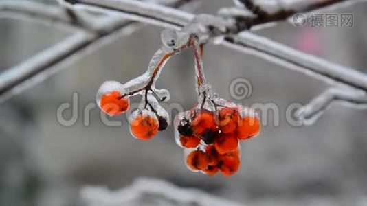 雪碧和浆果覆盖着冰视频