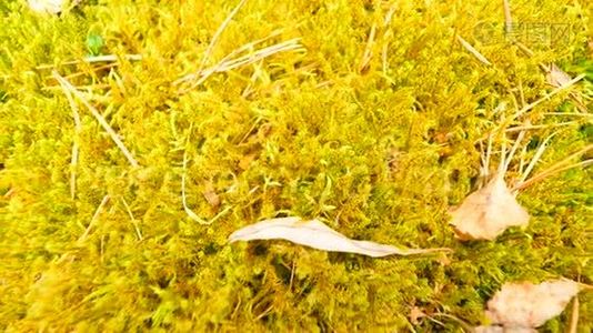 老黄叶落在干苔上.. 苔藓，干松针和干橡木叶的干燥小植物..视频