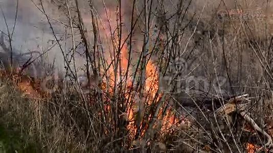 易燃的干草引起的火灾视频