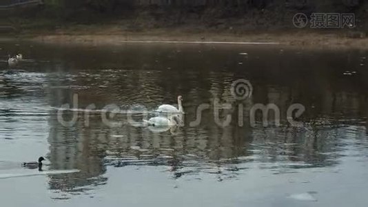 两只白色的天鹅和鸭子漂浮在远处的河中视频