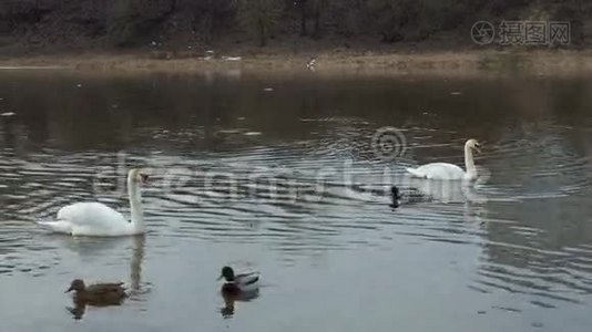两只白天鹅漂浮在一条河里，春天带着野鸭，鸭子攻击天鹅。视频