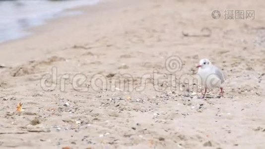 海鸥在沙滩上散步视频