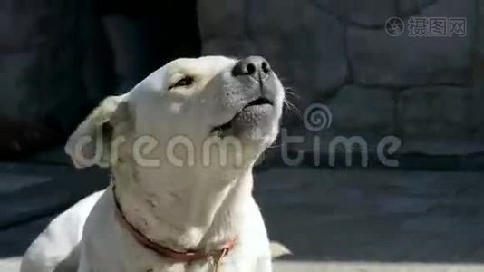 拉布拉多猎犬对着镜头狂吠视频