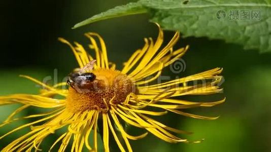 野生单蜜蜂Osmia（Osmia cornuta）是一个奇妙的授粉园视频