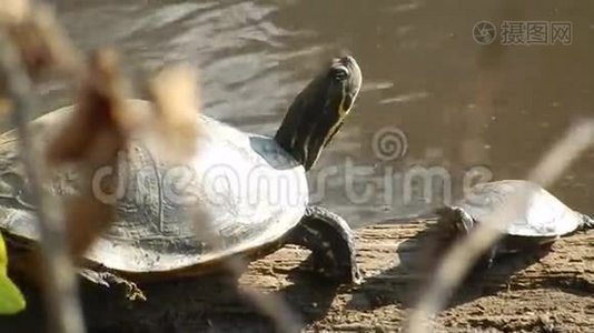 成人和青年彩绘海龟岩石太阳沐浴在潘达帕斯池塘公园新港VA。视频