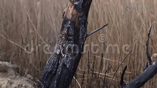 芦苇背景下燃烧的木材视频