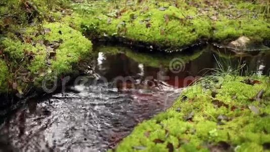 森林溪流潺潺视频