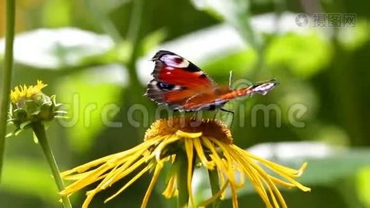 蝴蝶欧洲孔雀(Aglaisio)在一朵花上视频