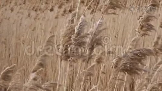 风中的湿地甘蔗视频