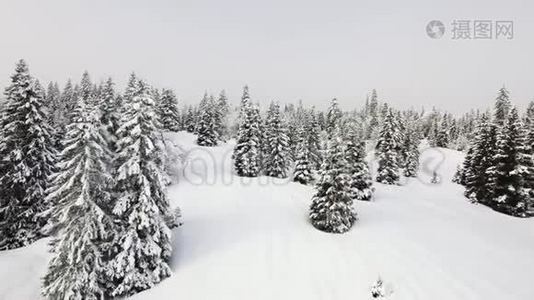 瑞士尤拉山上的雪树和森林视频