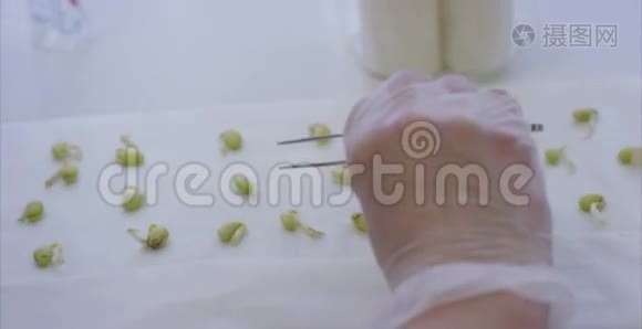 豆沙，基因检测样本。 研究芽芽的科学家开始进行实验或视频