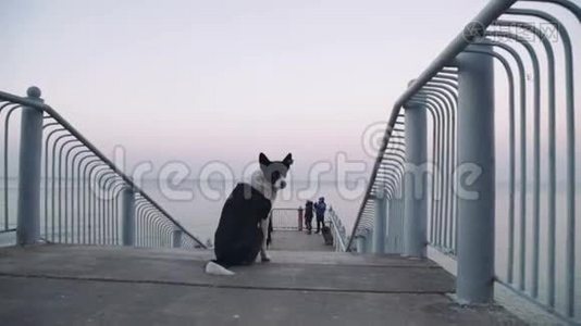 日落时分，一只黑狗独自在海滩上视频