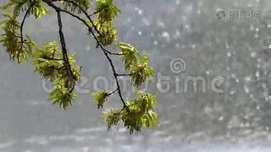 一棵树在风中摇曳的花瓣。 背景工作喷泉。视频