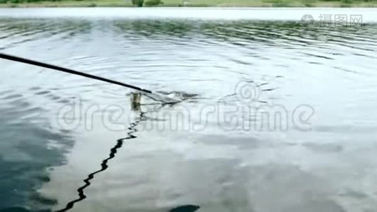 用网在河里钓鱼。 鱼在网上飞溅。 夏季捕鱼视频