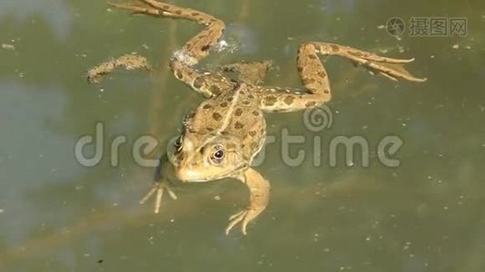 蛙科-真青蛙视频