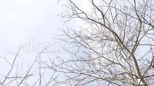 干柴。 干燥的树枝随风摇曳，映衬着灰色的天空视频