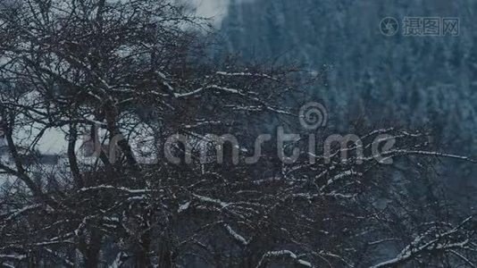 仲冬的松林.. 冬季松树背景视频