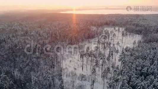 冬季森林的空中飞行。 在白雪皑皑的阳光下飞翔，在白雪皑皑的树林里，橘色的阳光洒满了视频