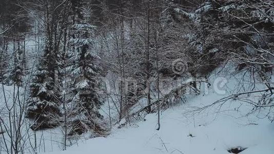 冬季景观。 冬季森林。 冬季景观，背景，空间。 景观。 冬季景观视频