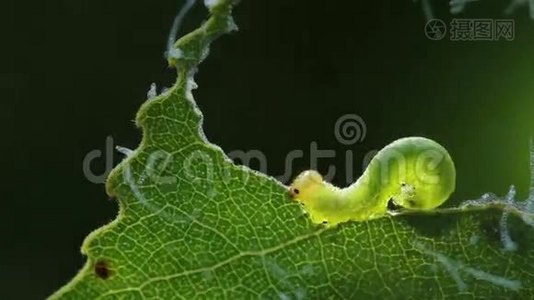 食绿叶的幼虫，时间流逝视频