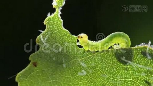 食绿叶的幼虫，时间流逝视频