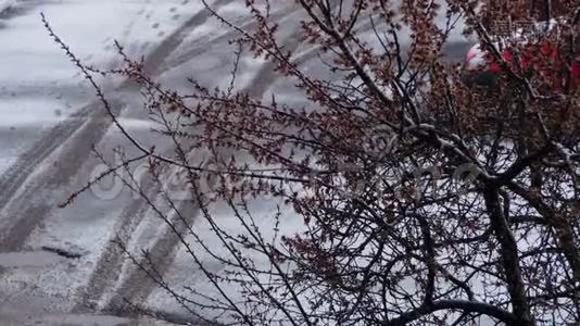 异常天气。 四月的杏花树上下着雪视频