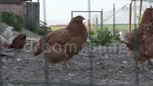 母鸡和公鸡正在农场的鸡舍里散步视频