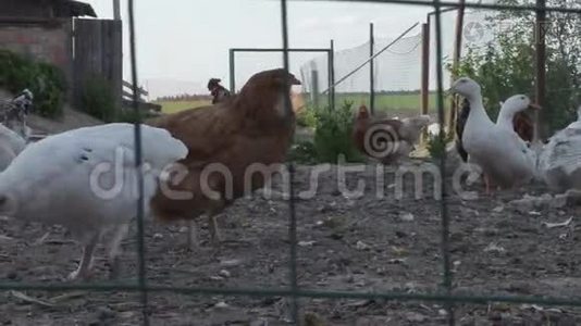 母鸡和公鸡正在农场的鸡舍里散步视频