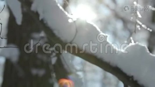 冬天的森林笼罩着一层厚厚的雪视频