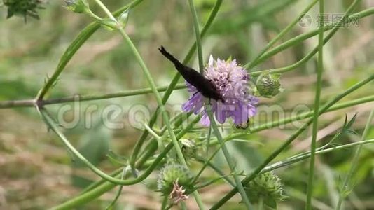 欧洲孔雀(Aglaisio)蝴蝶视频