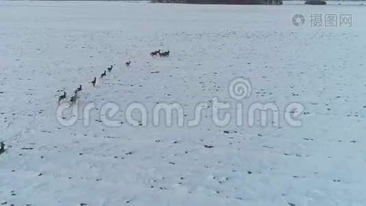 冬野鹿群视频