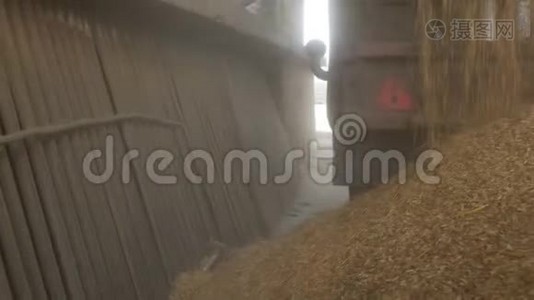 卡车把玉米或小麦倒入电梯里，农业视频
