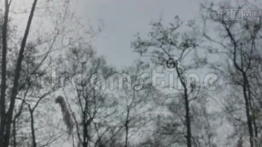 巨树矮羽芦苇视频