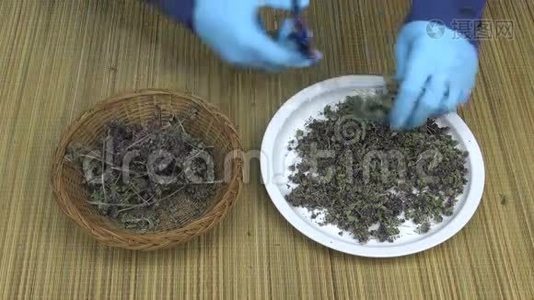 草药医生戴着橡胶手套把牛至干切成白色的盘子视频