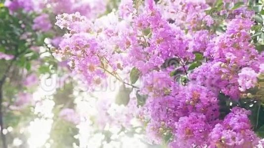 紫薇花是一大束紫色挂在树上。 春季紫薇（紫薇）视频