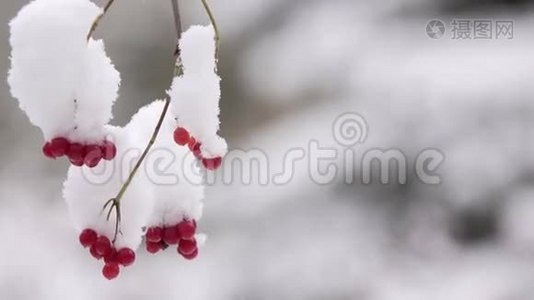 冬天的葡萄干。 雪。 雪中的一朵玫瑰。 格尔德罗斯挂在一根树枝上。 在里面视频