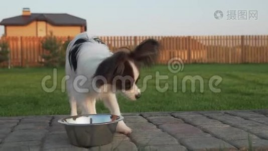 帕皮龙大陆玩具斯皮尔小狗吃干粮在乡村情节股票视频视频