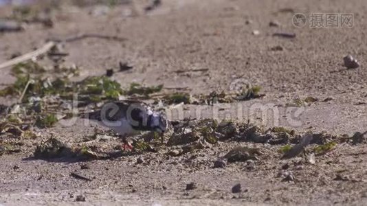 夏天的羽毛中，鸟RuddyTurnstone Arenaria在沙质海岸边散步，寻找食物并吃掉它视频