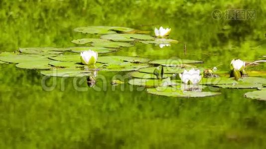 在池塘里浇水视频