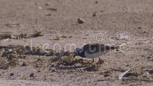 夏天的羽毛中，鸟RuddyTurnstone Arenaria在沙质海岸边散步，寻找食物并吃掉它视频