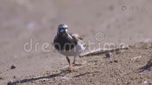 夏天的羽毛中，鸟RuddyTurnstone Arenaria在沙质海岸边散步，寻找食物并吃掉它视频