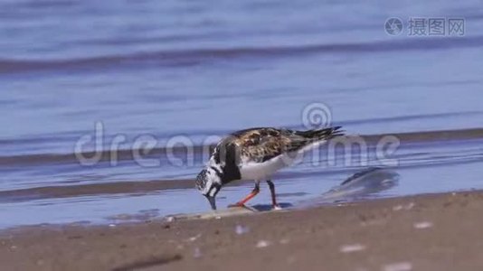 夏天的羽毛中，鸟RuddyTurnstone Arenaria在沙质海岸边散步，寻找食物并吃掉它视频