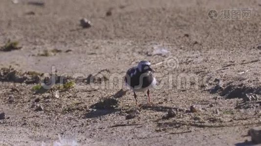 夏天的羽毛中，鸟RuddyTurnstone Arenaria在沙质海岸边散步，寻找食物并吃掉它视频