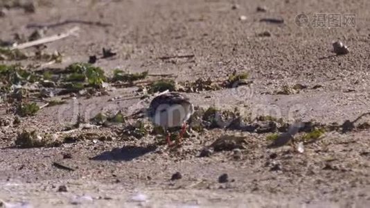 夏天的羽毛中，鸟RuddyTurnstone Arenaria在沙质海岸边散步，寻找食物并吃掉它视频