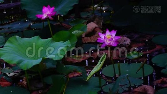 湖上的莲叶和花(NelumboNucifera)。 波浪和声音视频