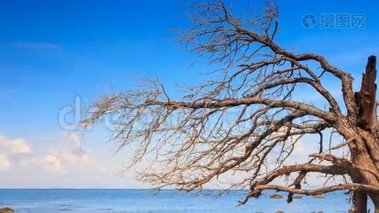 浅青海无叶树的不同石视频