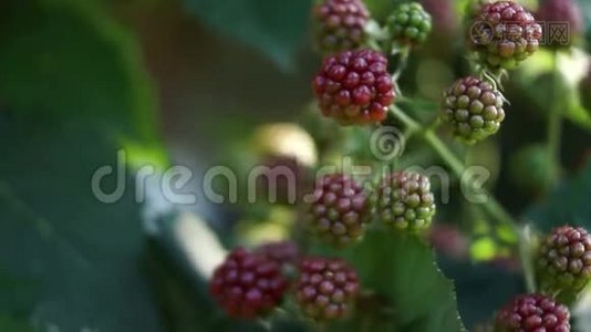 黑莓（红宝石属）布什，第2版视频